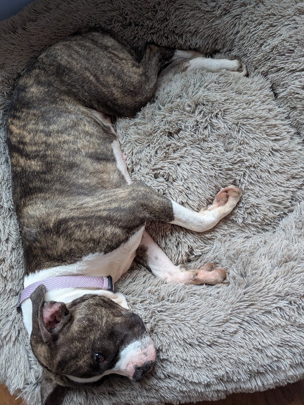 View Baby Ruth the Dog Photo #12