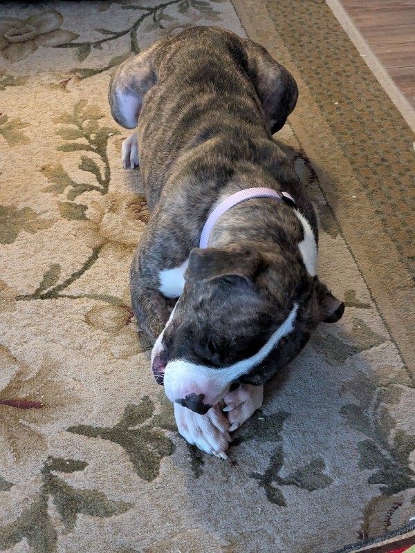 View Baby Ruth the Dog Photo #8