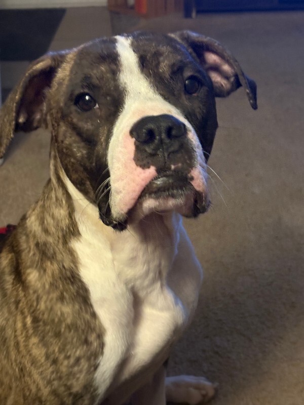 View Baby Ruth the Dog Photo #6