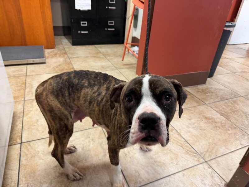 View Baby Ruth the Dog Photo #2