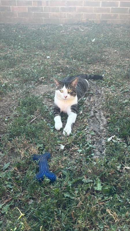 Learn More About this cat IMG 0085