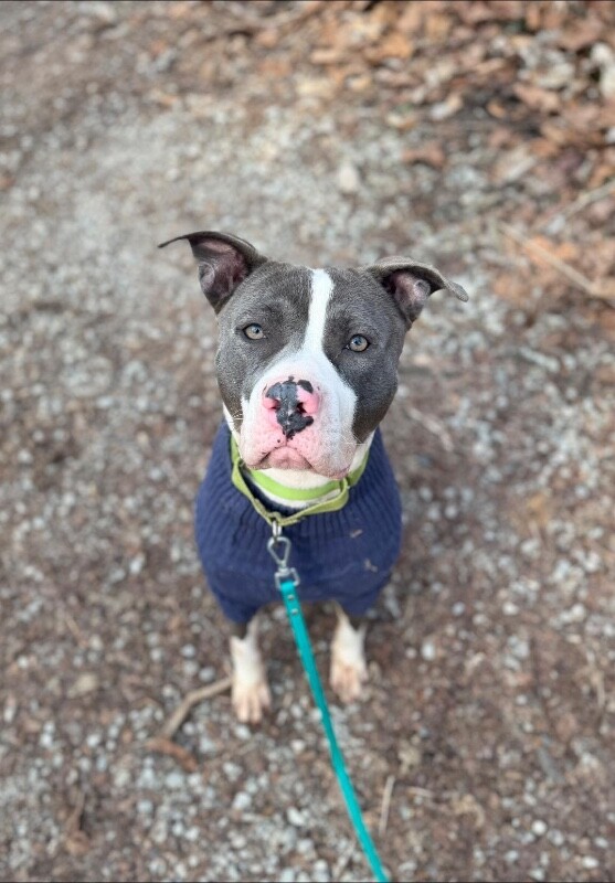 View Pewee the Dog Photo #8