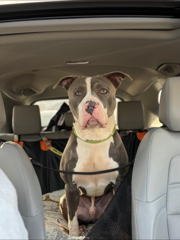 View Pewee the Dog Photo #6