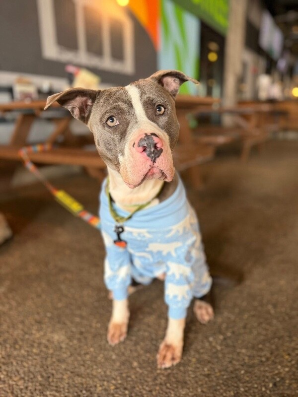 View Pewee the Dog Photo #10