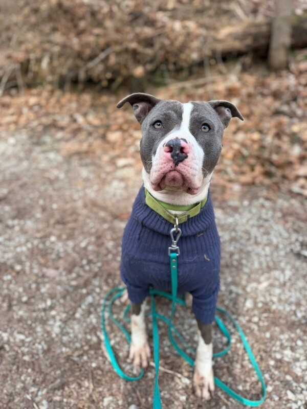 View Pewee the Dog Photo #2