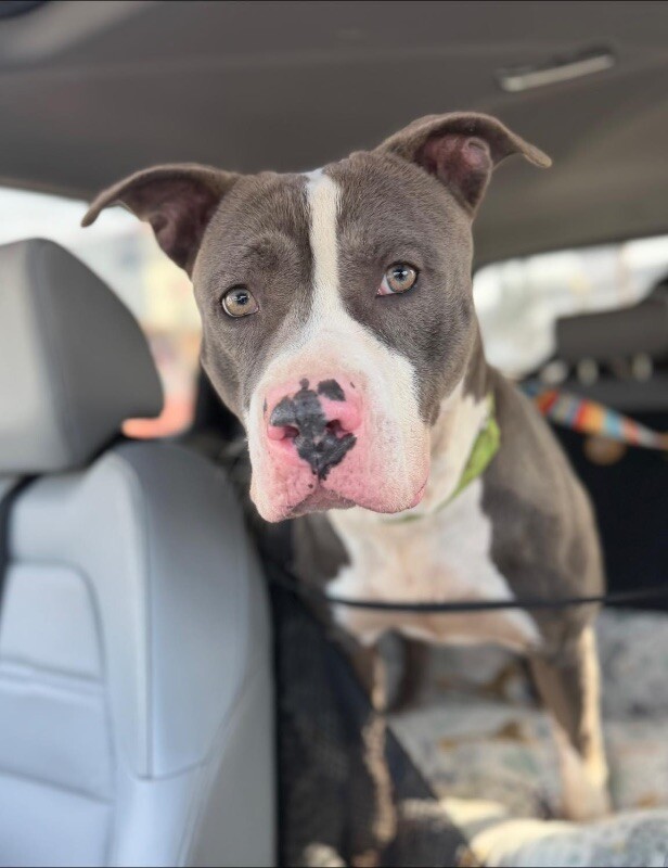 View Pewee the Dog Photo #5