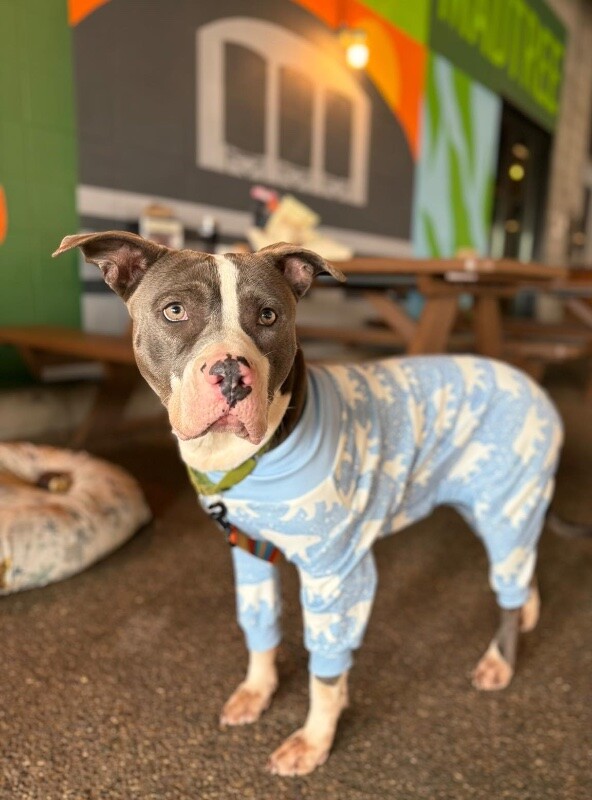 View Pewee the Dog Photo #9