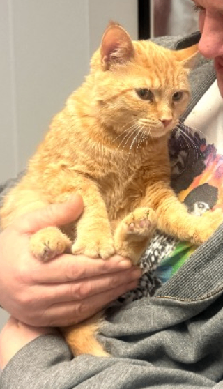 Learn More About this cat Screenshot 2025 12 07 083546