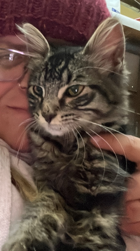 Learn More About this cat Screenshot 2025 12 07 083940