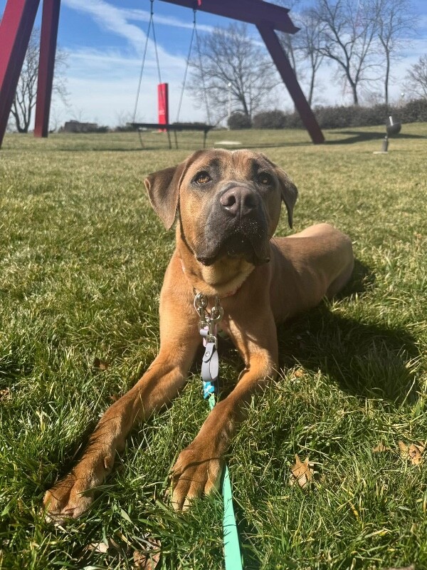 View Lofty the Dog Photo #14