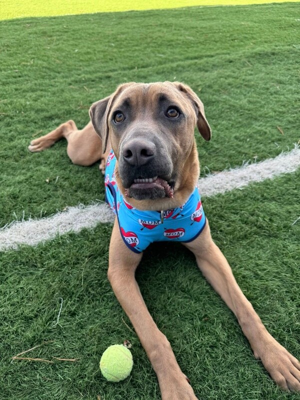 View Lofty the Dog Photo #8