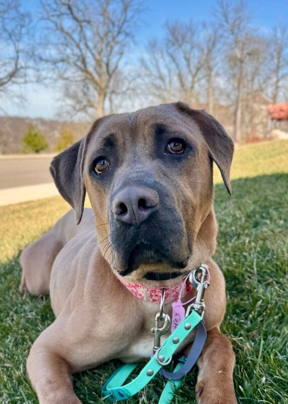 View Lofty the Dog Photo #18