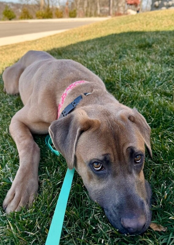 View Lofty the Dog Photo #10