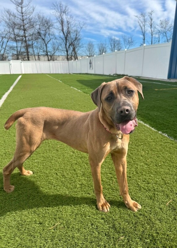 View Lofty the Dog Photo #5