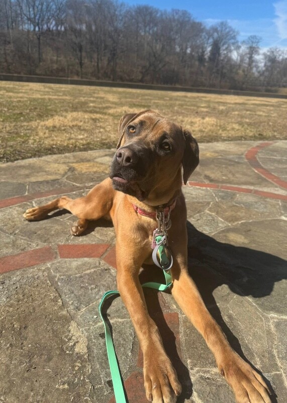 View Lofty the Dog Photo #16