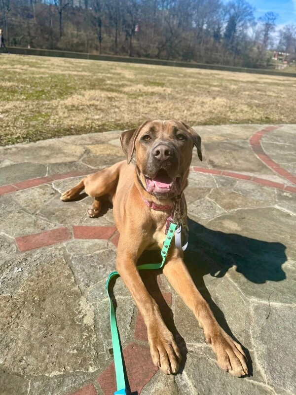 View Lofty the Dog Photo #7