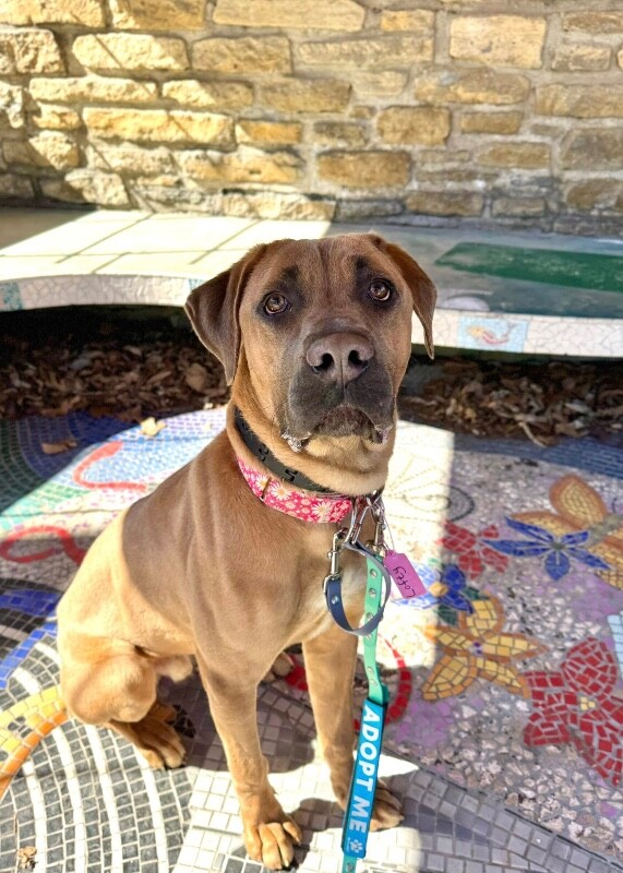 View Lofty the Dog Photo #12