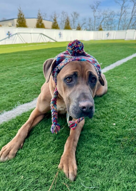 View Lofty the Dog Photo #4