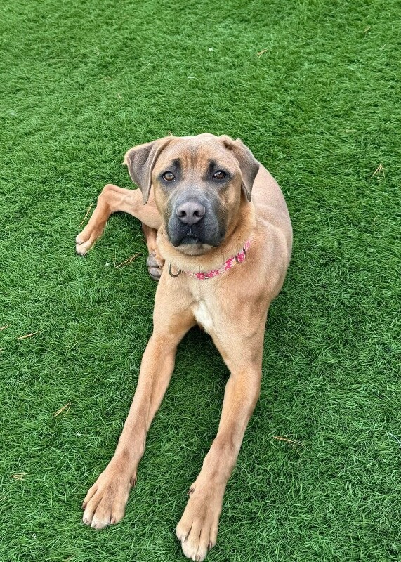 View Lofty the Dog Photo #9