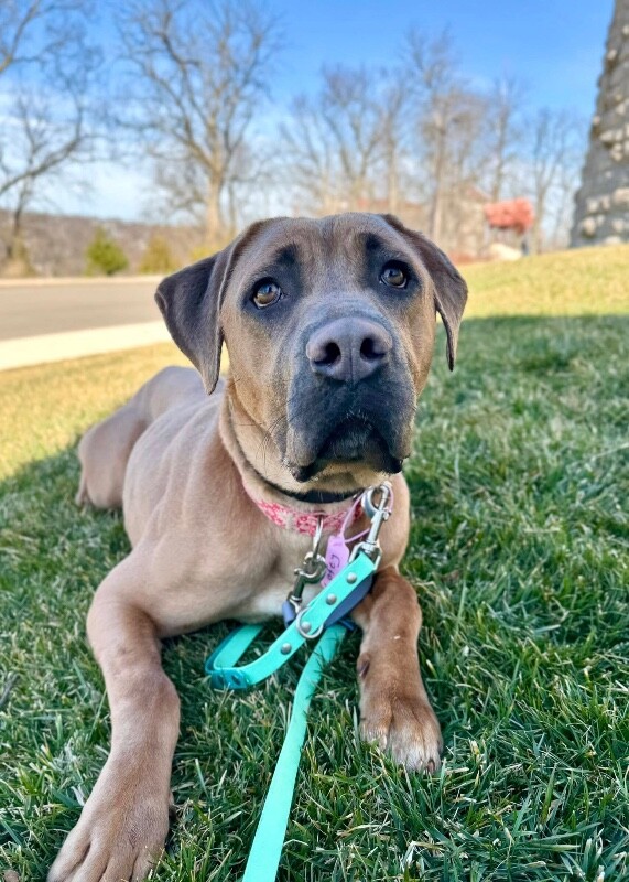 View Lofty the Dog Photo #3