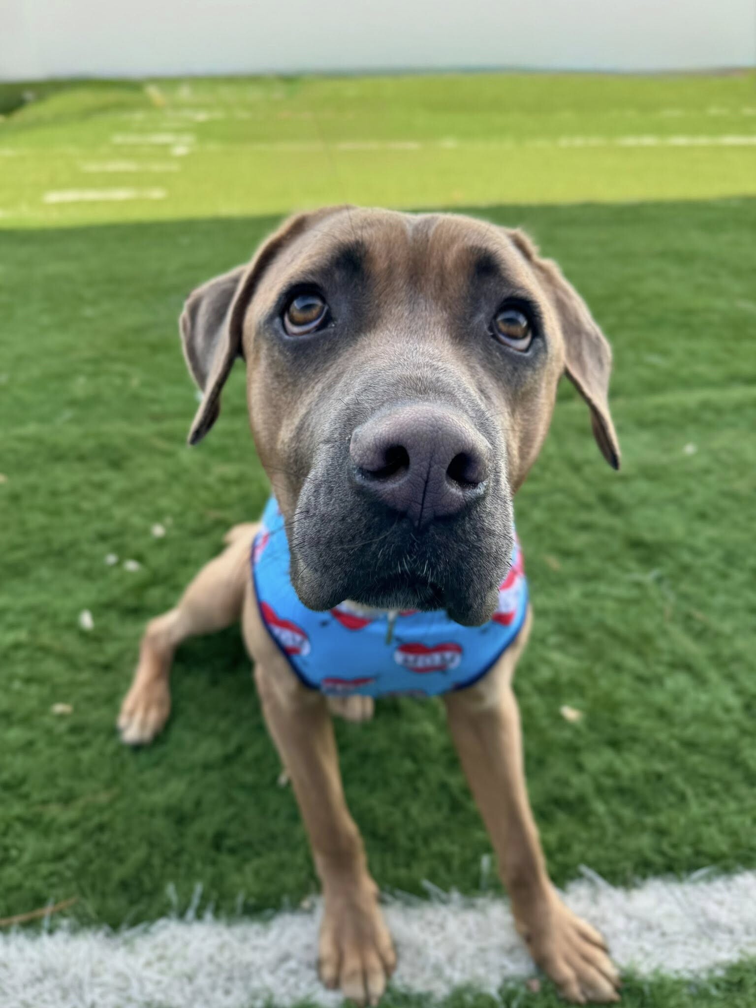 View Lofty the Dog Photo #2