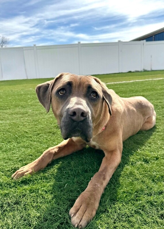 View Lofty the Dog Photo #13