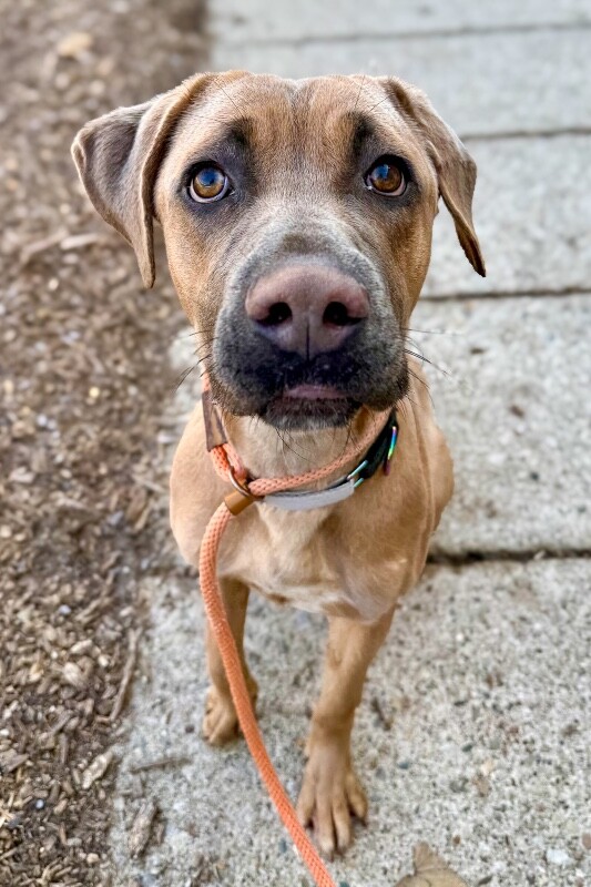 View Lofty the Dog Photo #6