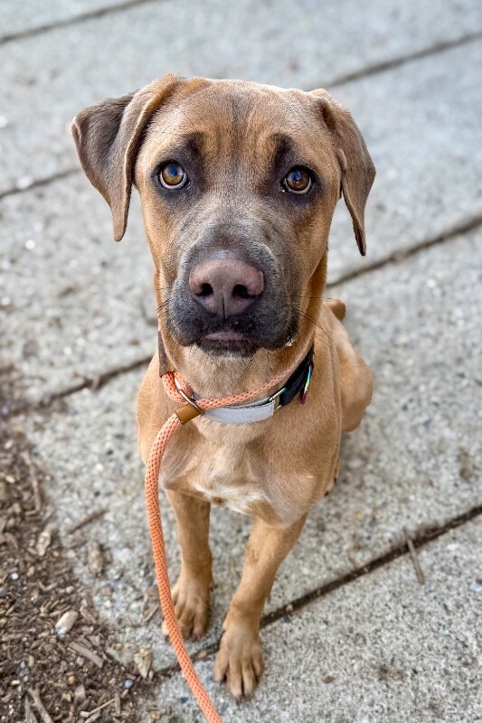 View Lofty the Dog Photo #7