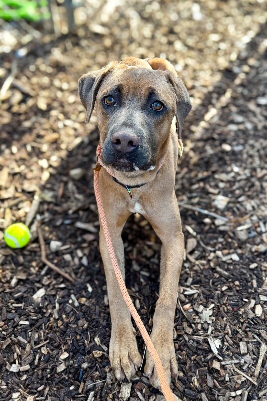 View Lofty the Dog Photo #5