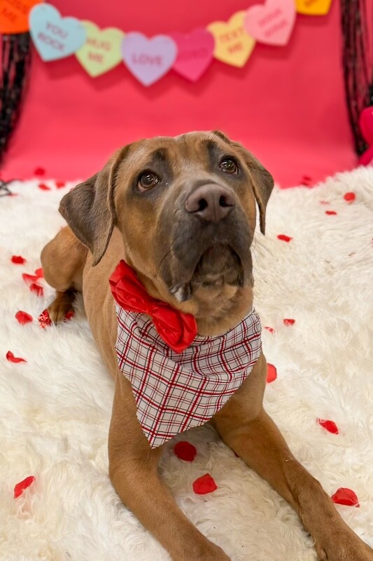 View Lofty the Dog Photo #2