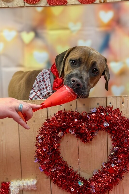 View Lofty the Dog Photo #3