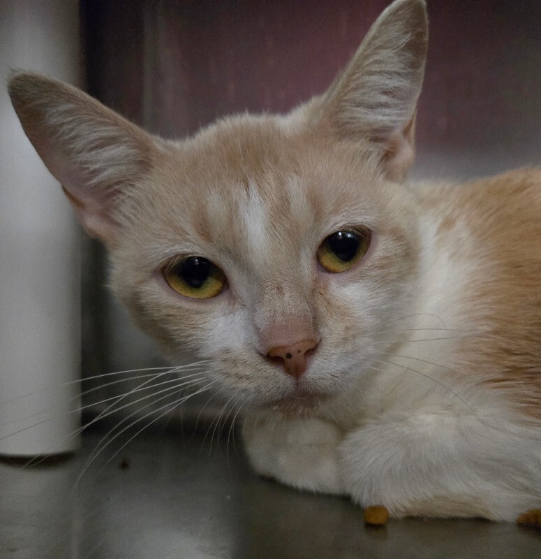 View Siggy the Cat Photo #3