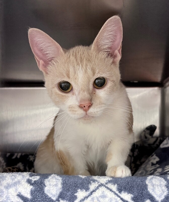 View Siggy the Cat Photo #4