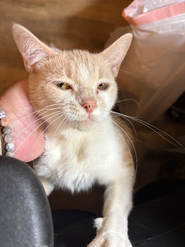 IMG 0859 Inked Virgo