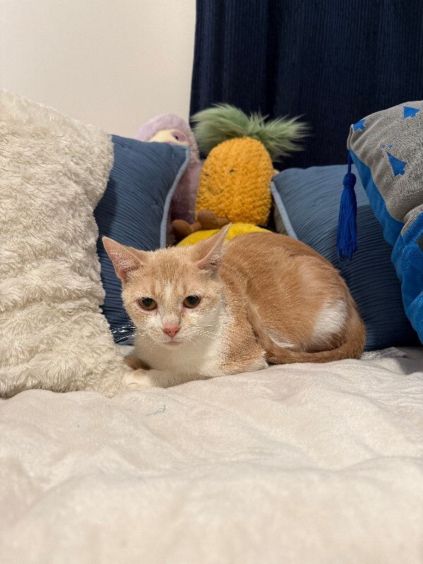 View Siggy the Cat Photo #2