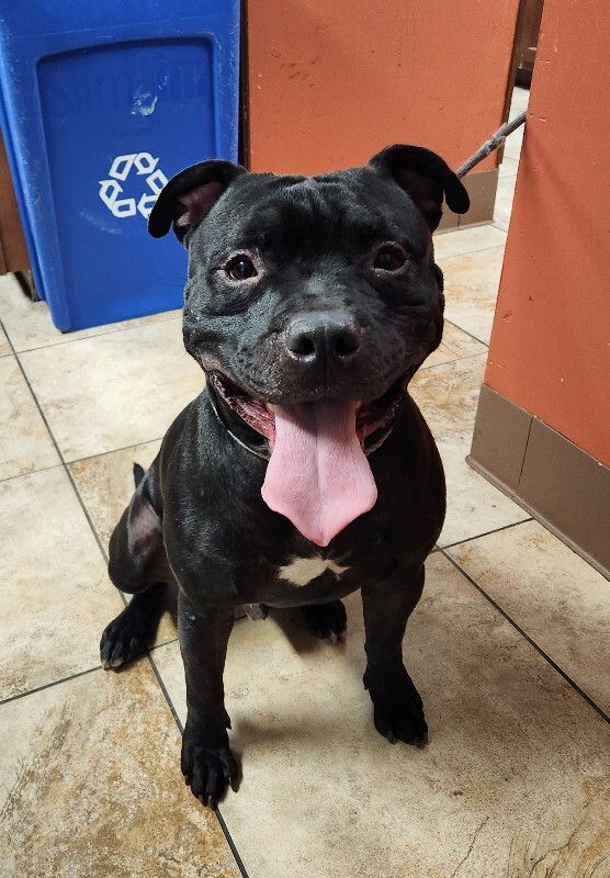 View Fruitcake the Dog Photo #5