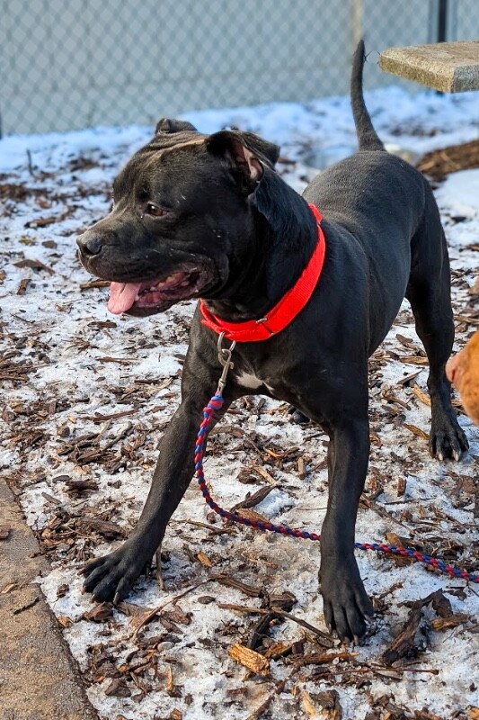 View Fruitcake the Dog Photo #4