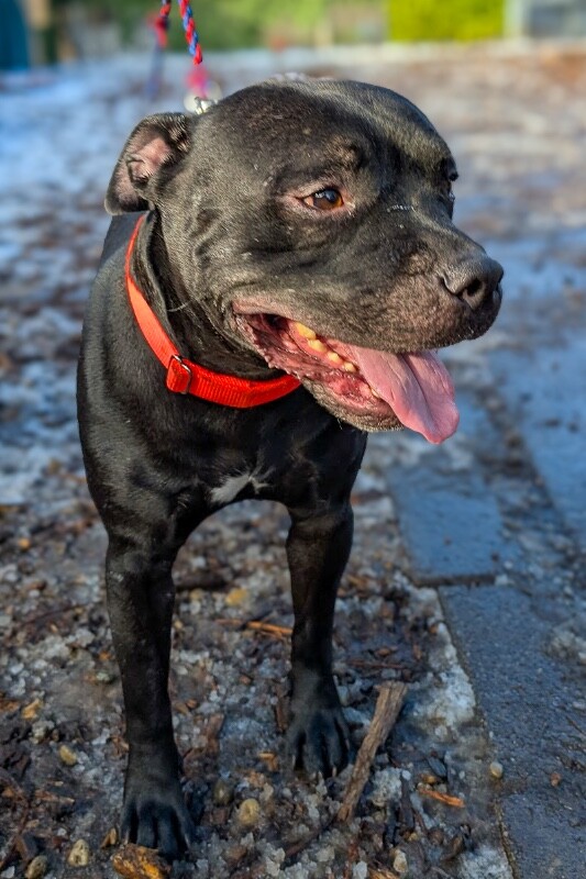 View Fruitcake the Dog Photo #6