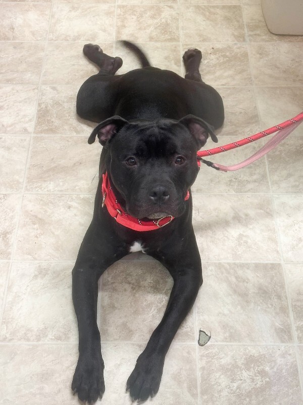 View Fruitcake the Dog Photo #2