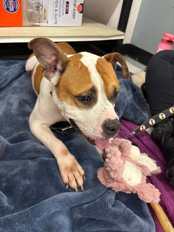 View Bleep the Dog Photo #12