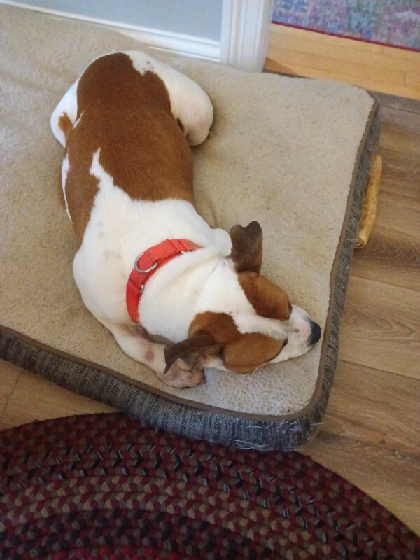 View Bleep the Dog Photo #11