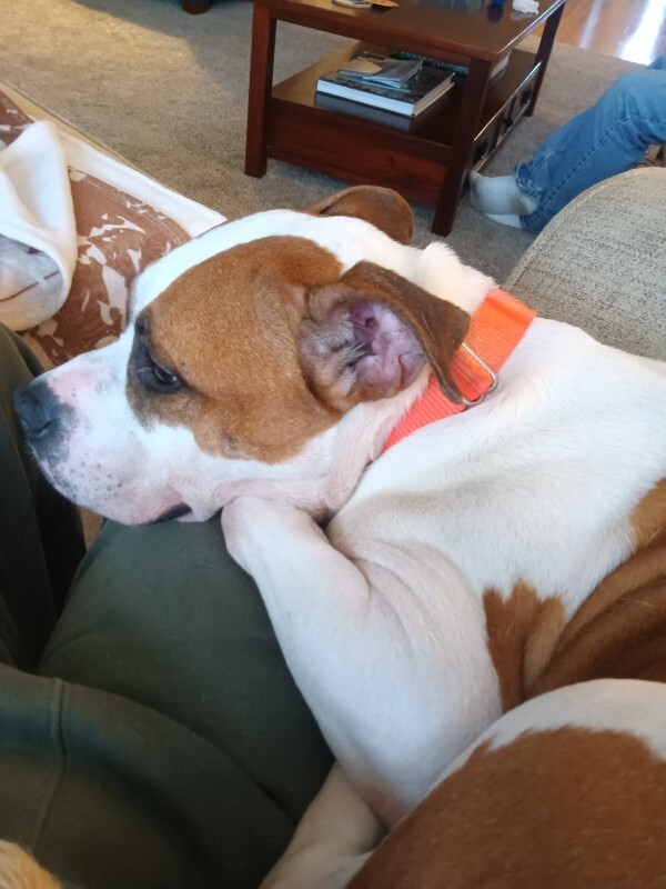 View Bleep the Dog Photo #13