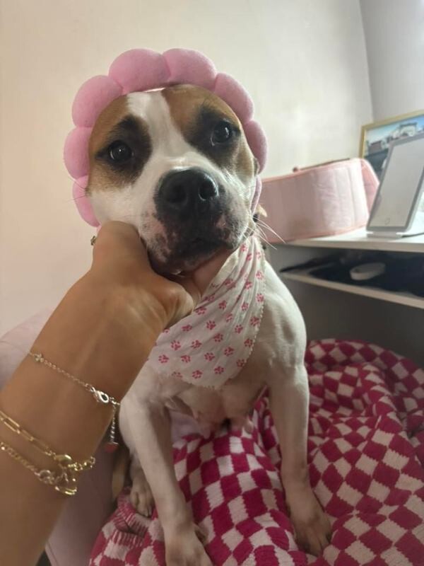 View Bleep the Dog Photo #5