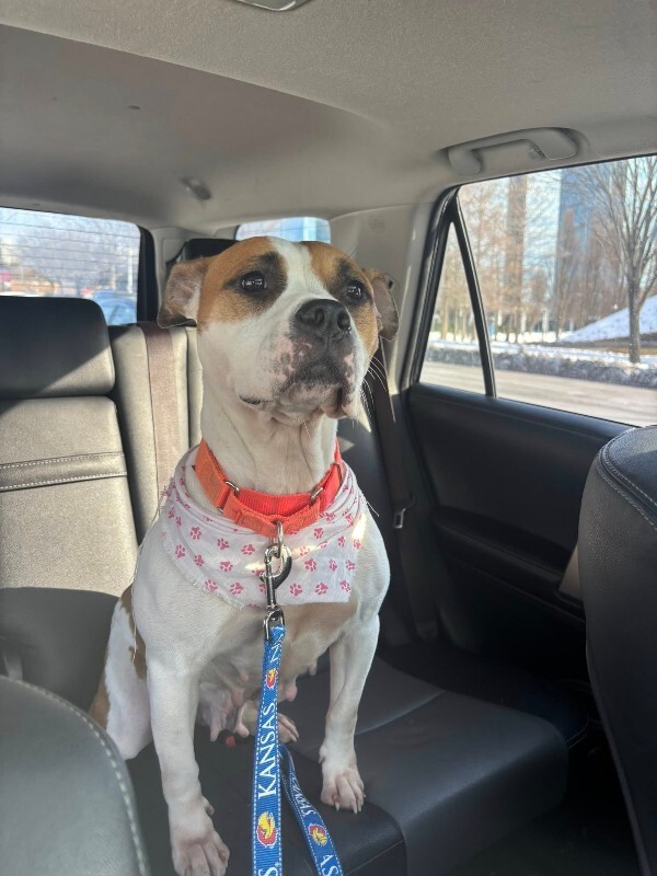 View Bleep the Dog Photo #14