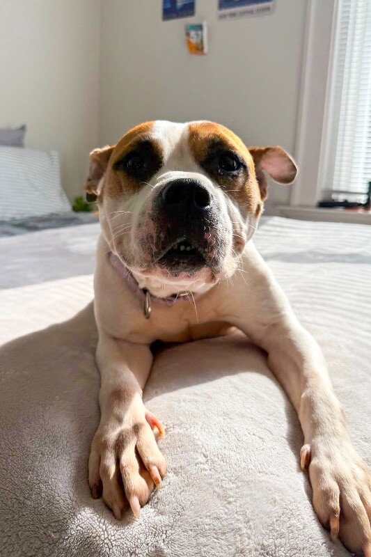 View Bleep the Dog Photo #10