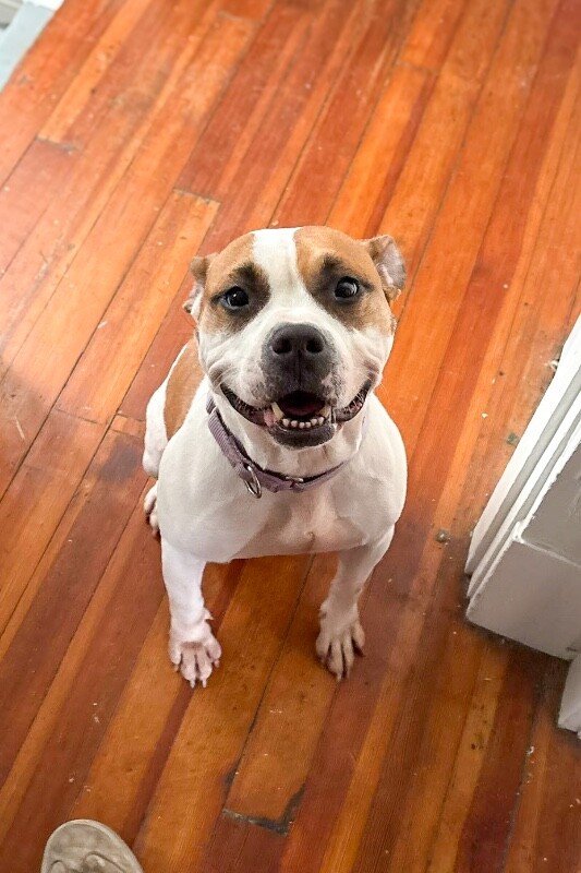 View Bleep the Dog Photo #4