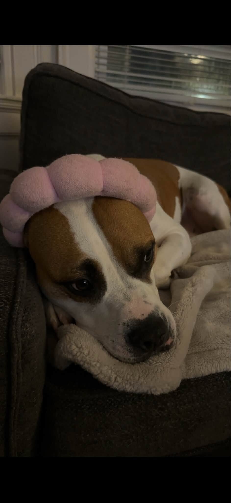 View Bleep the Dog Photo #25