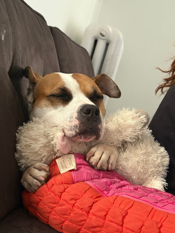 View Bleep the Dog Photo #18
