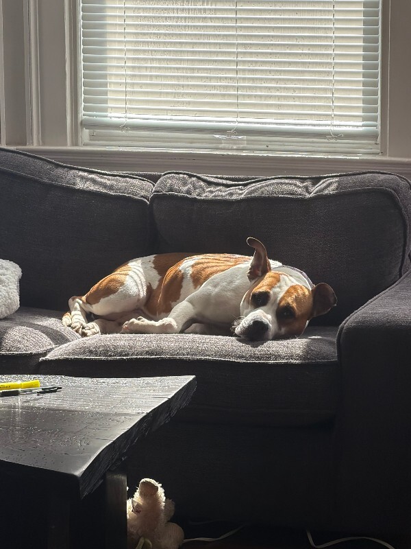 View Bleep the Dog Photo #19