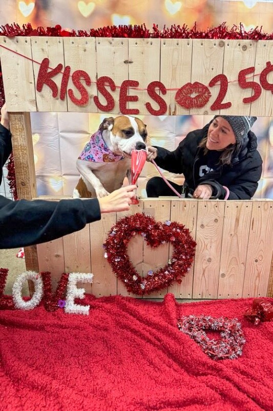 View Bleep the Dog Photo #9